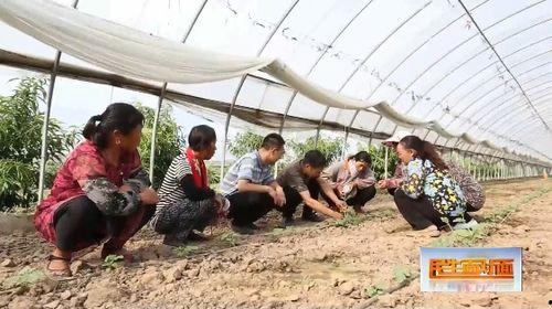 吃瓜少女做布丁视频,吃瓜少女教你轻松制作美味布丁