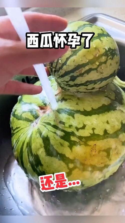 吃八阳瓜视频搞笑,笑料百出，八阳瓜带你领略欢乐时光