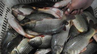 中国吃瓜船捡鱼视频大全,渔获满满！视频大全大揭秘