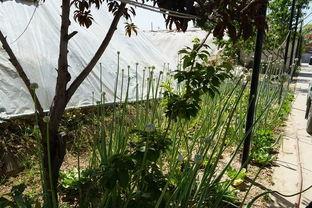 郑州西亚斯长椅吃瓜视频,网友热议校园生活瞬间