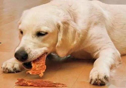 狗打架吃瓜视频大全下载,搞笑吃瓜视频大全，笑料横生，不容错过！